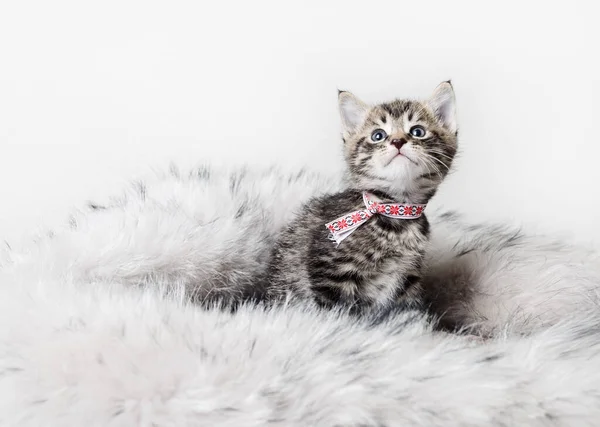 かわいい子猫はふわふわの毛皮の毛布に座って — ストック写真
