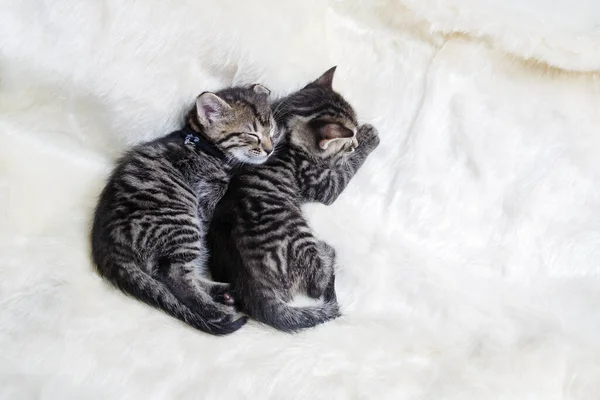 Két Aranyos Cica Alszik Fehér Puha Szőrtakarón — Stock Fotó