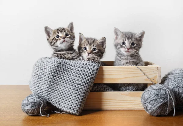 木箱の中に三つの小さな子猫の肖像 毛糸と糸の玉 — ストック写真