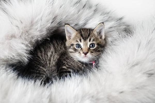 毛皮ブランケットにかわいい子猫 選択的焦点 — ストック写真