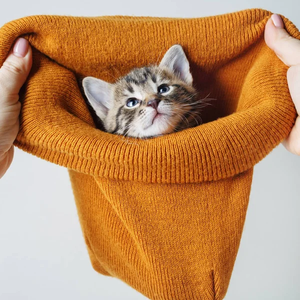 Piccolo Simpatico Gattino Tabby Guarda Fuori Cappello Lana — Foto Stock