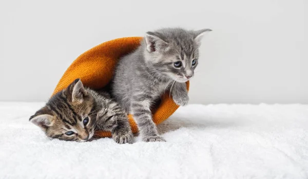 Deux Petits Chatons Mignons Dans Chapeau Laine Orange — Photo