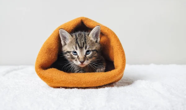 Kleine Süße Kätzchen Mit Orangefarbener Wollmütze — Stockfoto