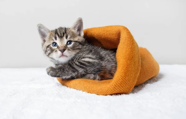 Carino Gattino Trova Cappello Lana Arancione — Foto Stock