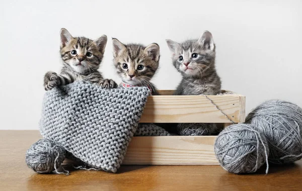 木の箱に3つのかわいいタビー子猫 毛糸と糸のボール — ストック写真