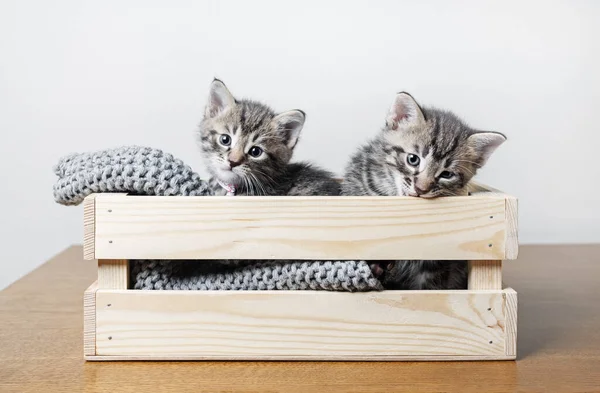 Deux Petits Chatons Mignons Dans Une Boîte Bois — Photo