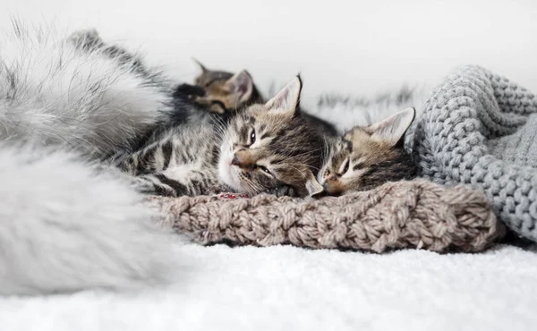 Śliczne Kociaki Śpią Skupienie Selektywne — Zdjęcie stockowe