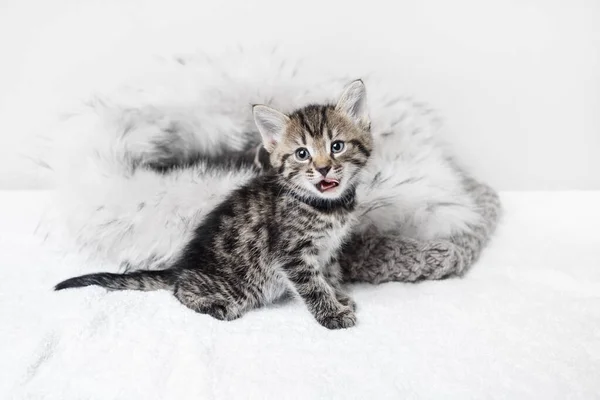 Şirin Kedi Yavrusu Yaladı Kameraya Baktı Seçici Odak — Stok fotoğraf