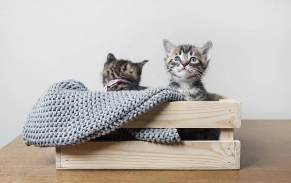 木製の箱に座って少しかわいい子猫 — ストック写真