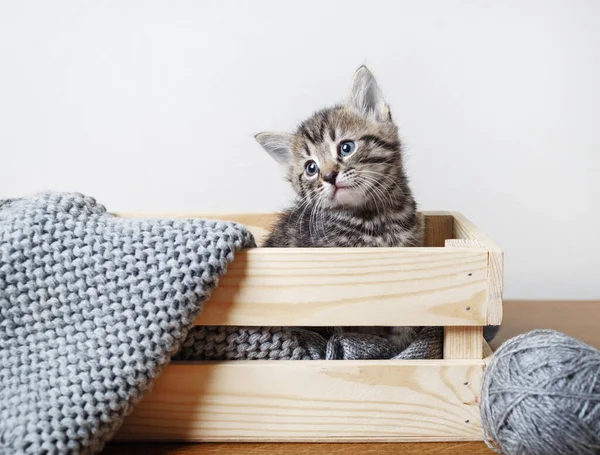 小さなかわいいタビー子猫は木製の箱に座って — ストック写真