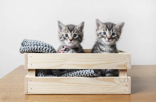 Twee Kleine Schattige Tabby Kittens Een Houten Doos Ballen Van — Stockfoto
