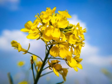 Hardal çiçeği, mavi gökyüzüne beyaz bulutlarla yakın çekim yapar.