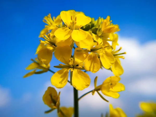 Mavi Gökyüzüne Karşı Beyaz Bulutlu Hardal Çiçeği — Stok fotoğraf