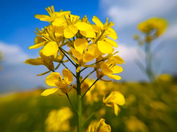 Hardal Çiçeklerinin Mavi Gökyüzüne Karşı Güzel Bir Manzarası — Stok fotoğraf