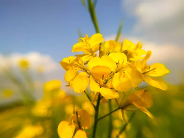 Вид Квіти Гірчиці Прекрасний Вид Поле Гірчичних Квітів — стокове фото