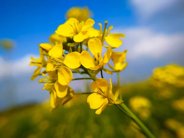 Mustard Plants Any Several Plant Species Genera Brassica Sinapis Family — Stock Photo, Image