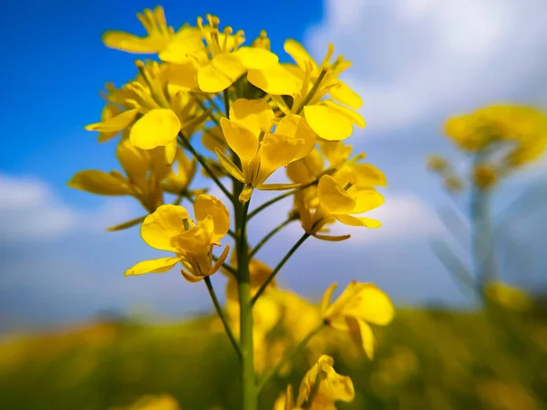 Hardalın Altın Çiçekleri Gökyüzü Arka Planında — Stok fotoğraf