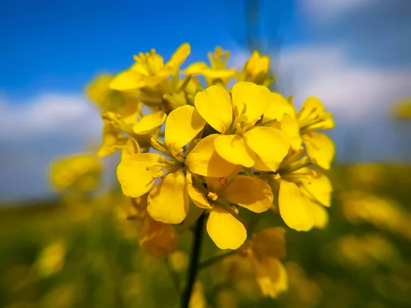 Gyönyörű Sárga Mustárvirág Téli Napon — Stock Fotó