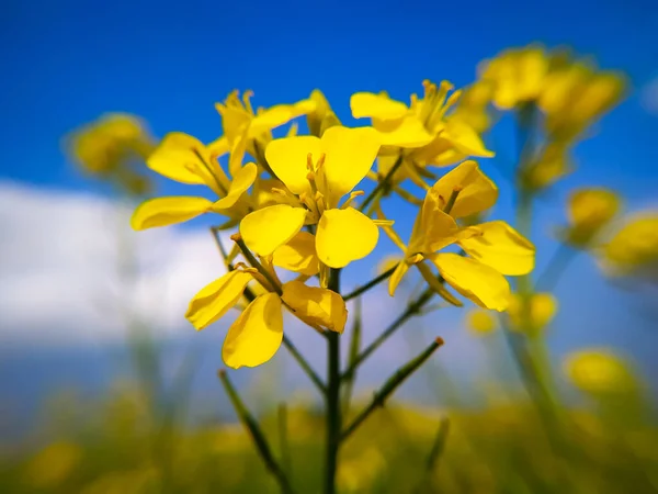 Sarı Hardal Çiçekleri Tecavüz Bitkisi Detaylı Görüş — Stok fotoğraf