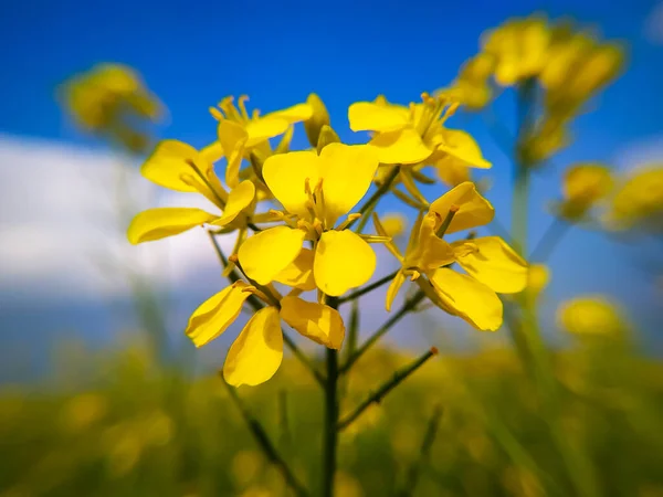 Mosterdbloemen Bloeien Het Veld Het Vroege Voorjaar — Stockfoto