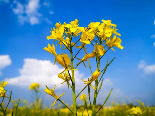 Campo Senape Giallo Fiori Colza Paesaggio Invernale Cielo Blu Vista — Foto Stock