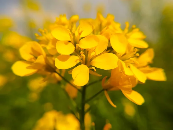 Поле Красивих Жовтих Квітів Гірчиці — стокове фото