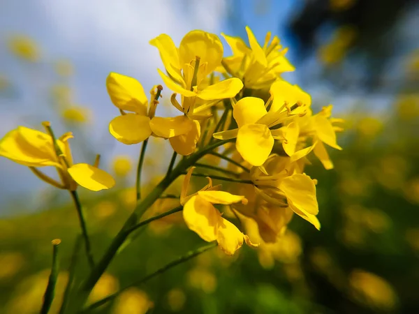 Sarı Bir Hardal Çiçeği Tarlada Kolza Tohumu Açar — Stok fotoğraf