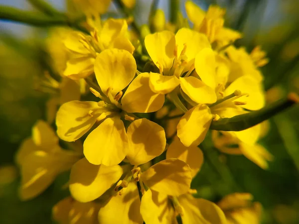 Yakın Çekim Sarı Hardal Çiçeği — Stok fotoğraf