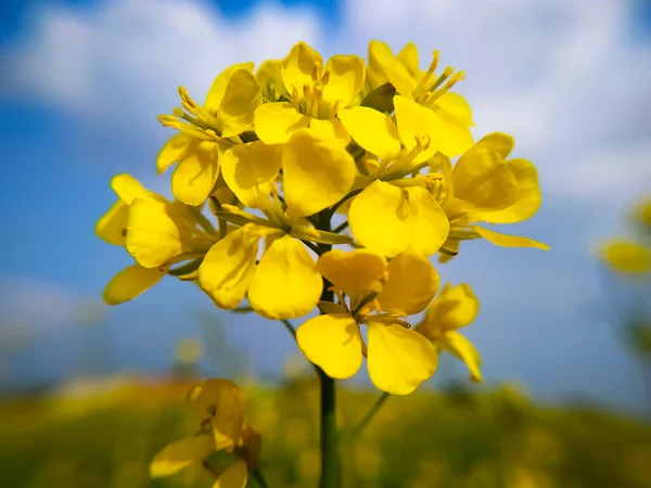 Closeup Beautiful Yellow Mustard Flowers Native Plants North India — Stock Photo, Image