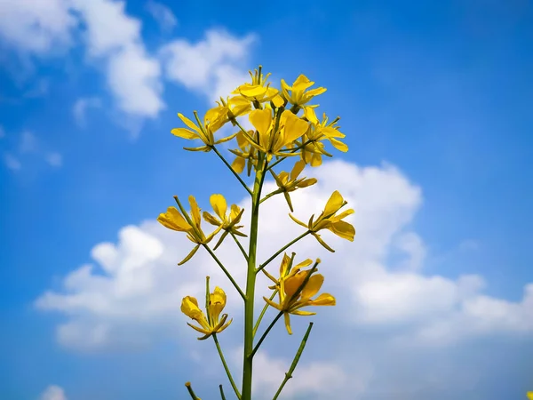 Güzel Sarı Hardal Çiçekleri Mavi Gökyüzü Beyaz Bulutlar — Stok fotoğraf