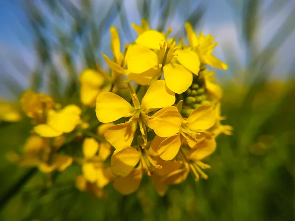 Una Sorta Fiori Senape Oriente India — Foto Stock