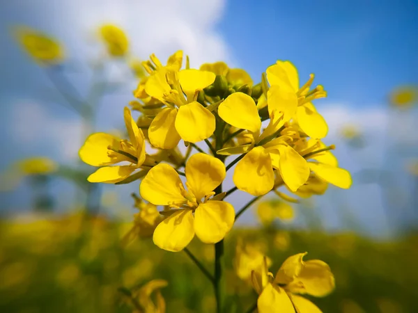 Tecavüz Kışın Bir Tarlada Büyüyor Sarı Hardal Çiçeklerine Yakın Çekim — Stok fotoğraf