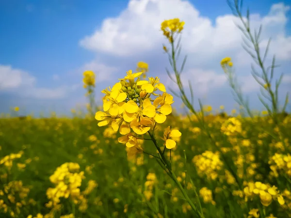 Tecavüz Hardal Çiçekleri Mavi Gökyüzüne Yakın Çekim Güneş Işığı Bulutları — Stok fotoğraf