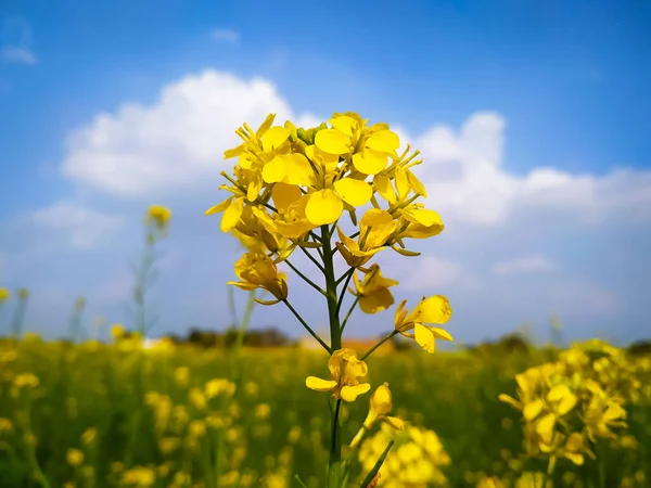 Flores Mostaza Amarillas Plantas Contra Cielo Con Nubes Blancas — Foto de Stock