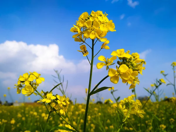 Luminoso Campo Fiori Senape Inverno Con Cielo Blu Nuvole Bianche — Foto Stock