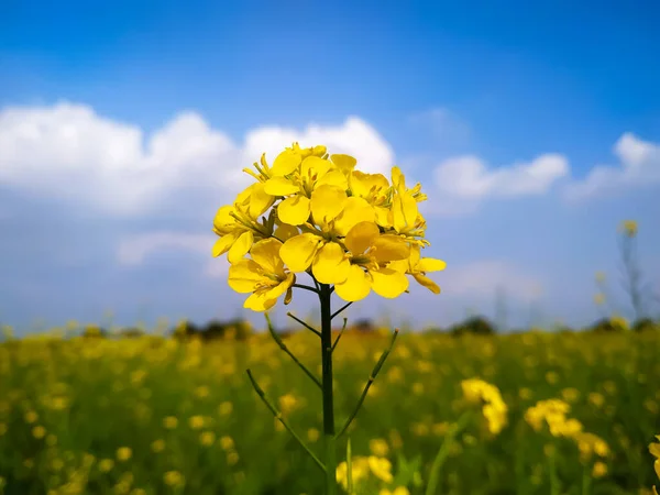 Mavi Gökyüzü Beyaz Bulutlarla Tarlada Sarı Bir Hardal Çiçeği — Stok fotoğraf