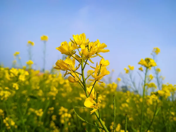 Sarı Çiçekli Kara Hardal Bitkilerini Mavi Gökyüzüne Çiğ Damlacıklarıyla Yaklaştır — Stok fotoğraf