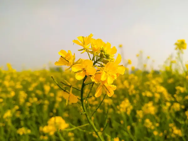 Çiyli Bir Hardal Çiçeğine Yakın Çekim — Stok fotoğraf
