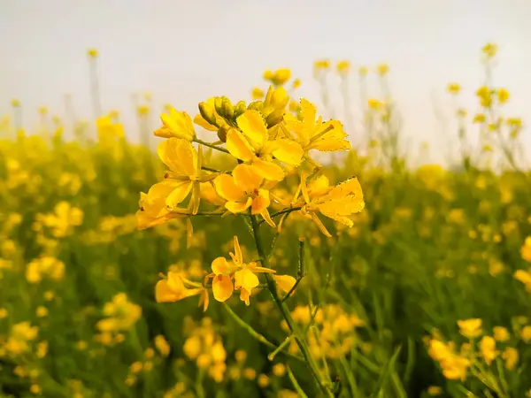 Bulanık Arkaplanda Çiy Damlası Olan Hardal Sarısı Bir Çiçek — Stok fotoğraf
