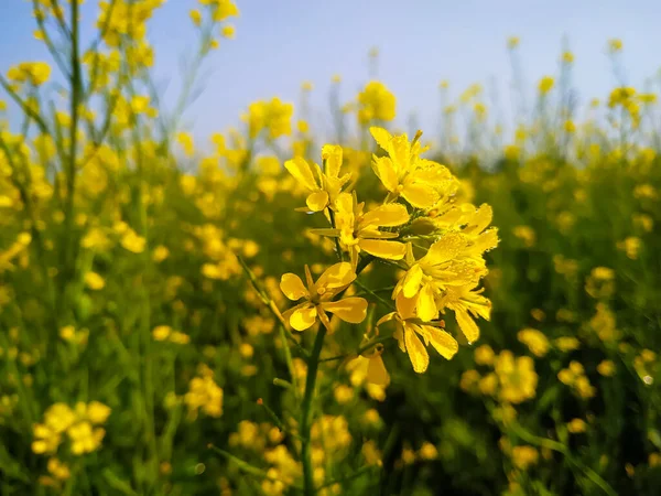 Bulanık Arkaplanı Olan Sarı Bir Hardal Çiçeği — Stok fotoğraf