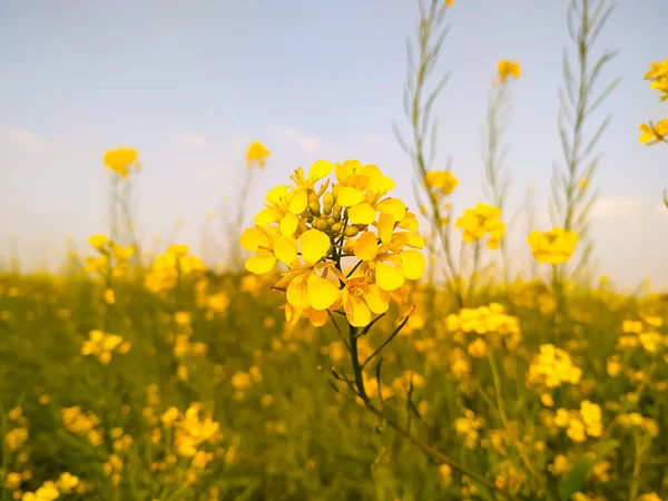Güzel Hardal Sarısı Çiçekler Bulanık Arka Planda Çiçek Açıyor — Stok fotoğraf