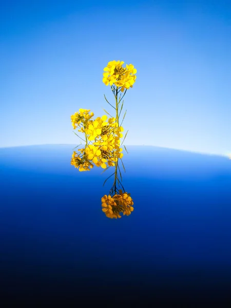 Flores Mais Bonitas Inverno Flor Mostarda Amarela Uma Mesa Reflexiva — Fotografia de Stock