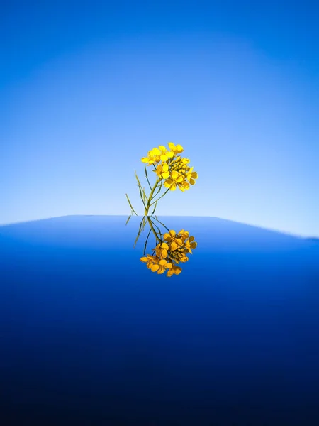 Tél Legszebb Virágai Sárga Mustárvirág Reflektív Asztalon Kék Háttér — Stock Fotó