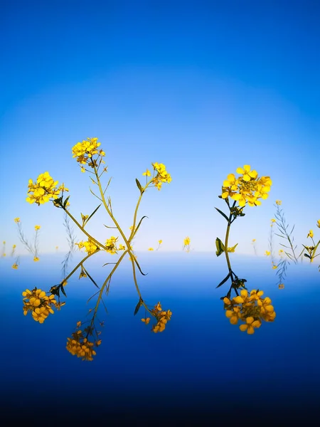 Fleurs Moutarde Jaune Reflétées Dans Verre Avec Fond Bleu Ciel — Photo