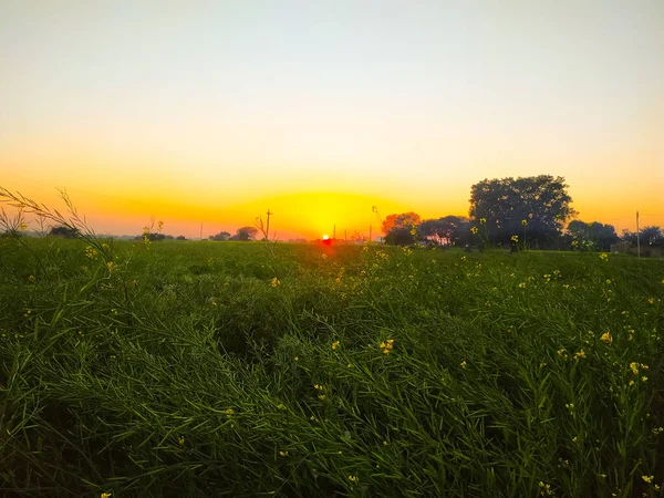 Hardal Tarlası Tarımsal Ekinlerin Günbatımı Gökyüzünün Manzarası — Stok fotoğraf