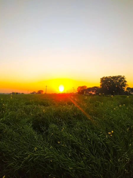 Pôr Sol Calmante Sobre Campos Mostarda Região Rural Índia Sul — Fotografia de Stock