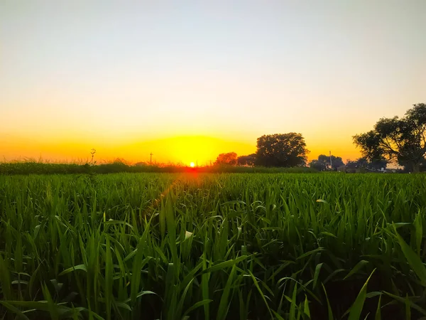Ett Vetefält Vid Gyllene Solnedgång — Stockfoto