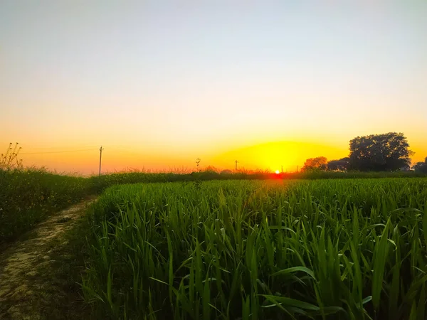 Golden Sunset Dirty Road Green Wheat Plant Fields — Stok Foto