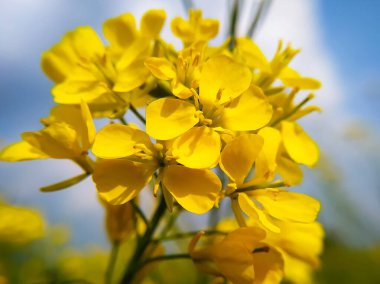Kırsalda mavi gökyüzüne karşı sarı çiçekli güzel bir kolza tohumu çayırı..