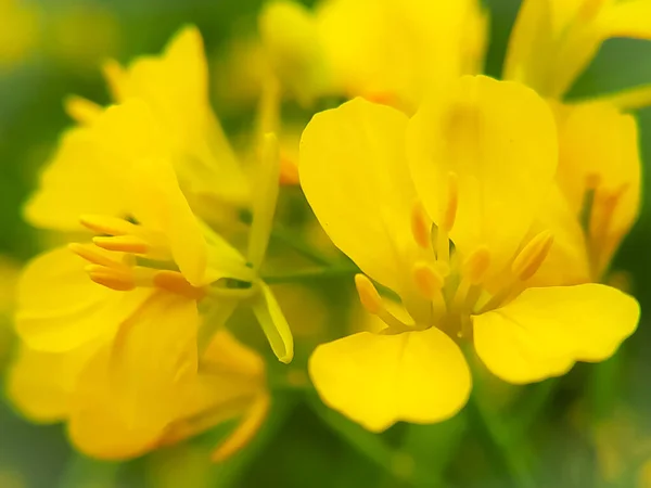 Όμορφο Λουλούδι Μουστάρδα Του Κραμβόσπορου Closeup Ένα Θολό Φόντο Επιλεκτική — Φωτογραφία Αρχείου